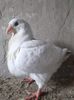 received_726859458626072