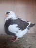 received_514686567043343