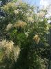 sorbaria tomentosa