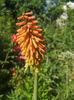 kniphofia uvaria