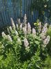 salvia sclarea
