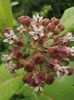asclepias syriaca