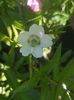 zmeur-capsun floare