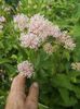 ceanothus Marie Simon