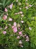 oenothera speciosa roz