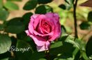 AddText_06-05-09.20.43