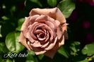 AddText_06-05-09.18.53