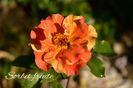 AddText_06-05-09.16.06
