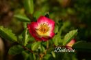 AddText_06-02-09.41.25