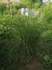 miscanthus
