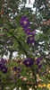 clematis hybr. blue
