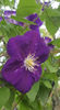 clematis hybr. blue