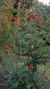 rosa teahybrid red