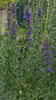 hissopus officinalis(isop)