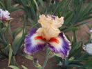 T-v-r7,6(5)-tango express-20