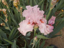 Sr-r1,12-blushing pink-8