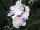 Sr-r1,20-brindled beauty-15