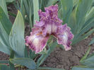 Sr-r3,18-queen in calico-8