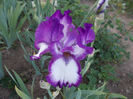 sr-r3,21-lavender sparkle-10
