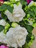 Impatiens  alb dublu