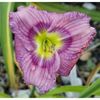 hemerocallis-siloam-new-toy-250x250