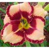 hemerocallis-lies-and-lipstick-500x500