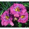 hemerocallis-lavender-blue-baby--500x500