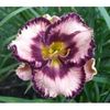 hemerocallis-exotic-treasure-250x250