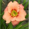 hemerocallis-elegant-candy-250x250