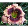 hemerocallis-crystal-pinot-500x500