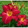 hemerocallis-charles-johnston-250x250