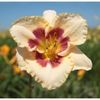 hemerocallis-blueberry-candy-250x250