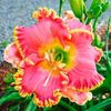 crin-de-o-zi-hemerocallis-divas-choice_1