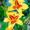 crin-de-o-zi-hemerocallis-bonanza_1