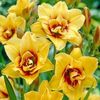 crin-de-o-zi-hemerocallis-mount-helena_1