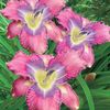 Mildred-Mitchell-Reblooming-Daylily