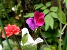 "Matucana"