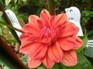 "Orange Pigmy"