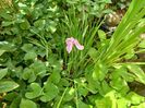 Iris ensata "Rose Queen"