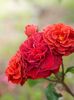 Rosa Brown Velvet (Macultra)7