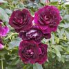 Rosa Burgundi Ice