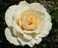 Rosa Edelweiss