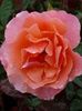 Rosa Fragrant Delight.