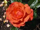 Rosa Fellowship (Harwelcome)
