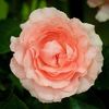Rosa LAimant (Harzola)
