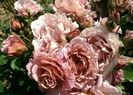 Rosa Lavender Pinocchio..