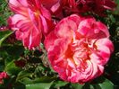 Rosa Lilli Marleen (Korlima)1
