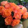 Rosa Message d'Espoir (Meishamalo)