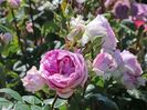Rosa Saphir (Tan10715).