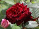 Rosa Barkarole (Tanelorak)